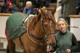 Lot  1748 TDM 8082Tattersalls