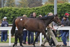 Lot  174 T B K1 0073 Tattersalls