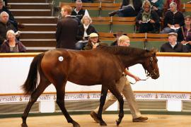 Lot  174 T B K1 0094 Tattersalls