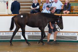 Lot  174 TSS1448Tattersalls