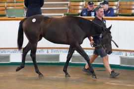 Lot  174 TSS1471Tattersalls