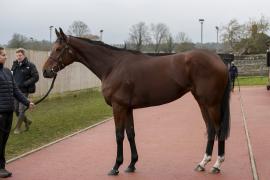 Lot  1750 TDM 0694Tattersalls