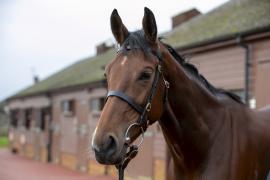 Lot  1750 TDM 0704Tattersalls