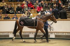 Lot  1750 TDM 8251Tattersalls