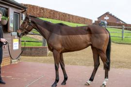 Lot  1753 TDM 0630Tattersalls