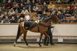 Lot  1753 TDM 8717Tattersalls