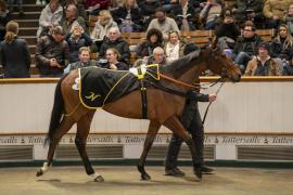 Lot  1753 TDM 8763Tattersalls