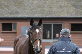 Lot  1756 TDM 0873Tattersalls