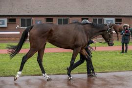 Lot  1756 TDM 0911Tattersalls