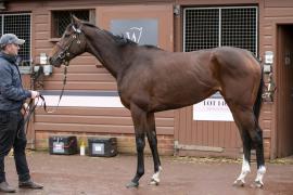 Lot  1756 TDM 0958Tattersalls