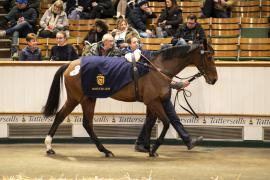 Lot  1757 TDM 8936Tattersalls