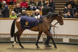 Lot  1757 TDM 8952Tattersalls