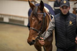 Lot  1757 TDM 8961Tattersalls