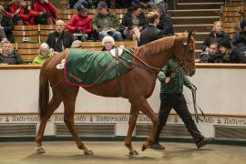 Lot  1758 TDM 9005Tattersalls