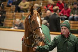 Lot  1758 TDM 9048Tattersalls