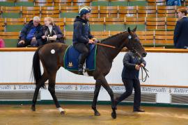 Lot  175 SHIT1370Tattersalls