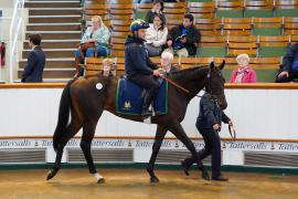 Lot  175 SHIT1377Tattersalls