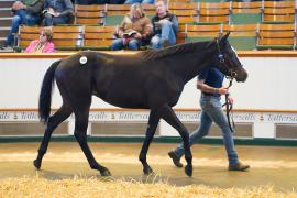 Lot  1761 TBK3 425Tattersalls