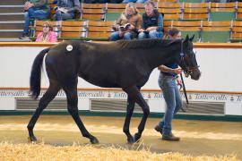 Lot  1761 TBK3 459Tattersalls