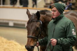 Lot  1761 TDM 9076Tattersalls