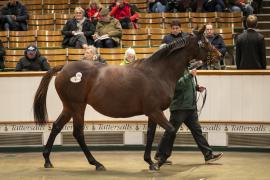 Lot  1761 TDM 9091Tattersalls