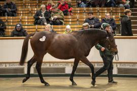 Lot  1761 TDM 9122Tattersalls