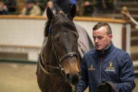 Lot  1762 TDM 9170Tattersalls