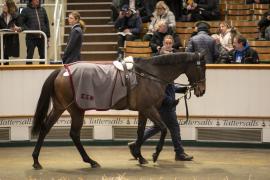 Lot  1762 TDM 9173Tattersalls