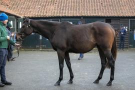 Lot  1763 TDM 0165Tattersalls