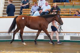 Lot  176 TSS1508Tattersalls