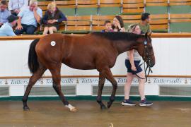 Lot  176 TSS1514Tattersalls