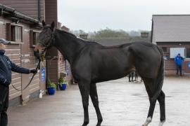 Lot  1770A TDM 0510Tattersalls