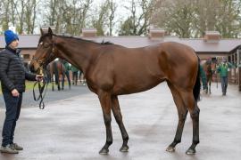 Lot  1770B TDM 0420Tattersalls