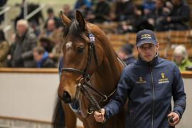 Lot  1770B TDM 9504Tattersalls