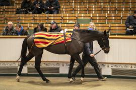 Lot  1771B TDM 10827Tattersalls