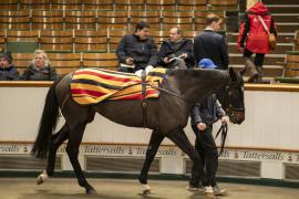 Lot  1771B TDM 10836Tattersalls