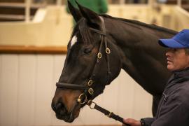 Lot  1771B TDM 10854Tattersalls