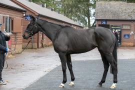 Lot  1771B TDM 1291Tattersalls