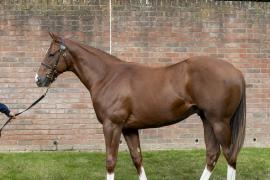 Lot  178 0289 TBK1Tattersalls