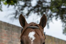 Lot  178 0316 TBK1Tattersalls