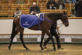 Lot  178 THIT 0714Tattersalls