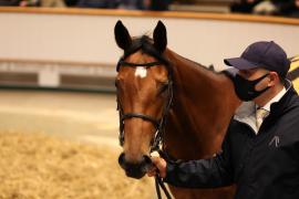 Lot  1798 TDM7226Tattersalls