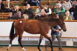 Lot  17 T B1 0482 Tattersalls