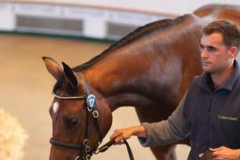 Lot  17 T B1 0508 Tattersalls