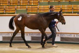 Lot  1807 TBK4 119Tattersalls