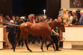 Lot  180 T B1 2693 Tattersalls