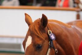 Lot  180 T B K1 0558 Tattersalls