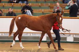 Lot  180 T B K1 0569 Tattersalls