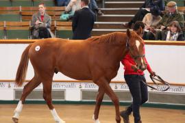 Lot  180 T B K1 0573 Tattersalls