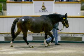 Lot  1810 TDM7666Tattersalls